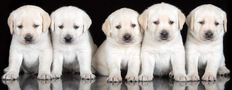 20160422PuppiesB800X311